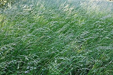 《妖怪手表》系列新作正在开发中 距离公开还需要时间